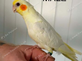 Hand reared