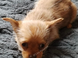 Chorkie boy pup