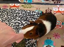 &ldquo; biscuit &ldquo; Male Guinea pig 8months old