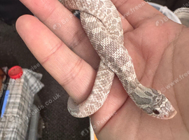 Cb25 male lavender hognose snake