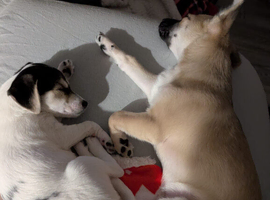 Loving Forever Home Needed for a Bonded Pair of Small Dogs