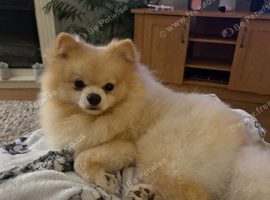 1 year old boy