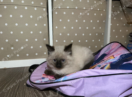 Boy Ragdoll mix kitten.