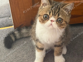 Tabby exotic