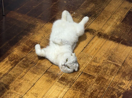3.5 years old beautiful Scottish Fold - Male