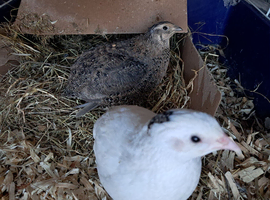 Pair of Japanese Quail &pound;10
