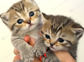 Gorgeous Golden Tabby  British Shorthair Kitten