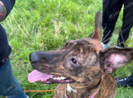 Lurcher x bull terrier