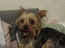 Yorkshire terrier