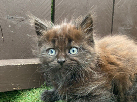Last Little Girl Reduced Price Main Coon x Siberian Forest Cat