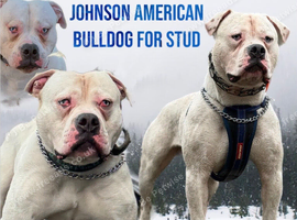 Johnson male bulldog for stud