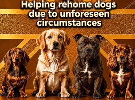@SENIOR DOGS NEEDING HOMES UK