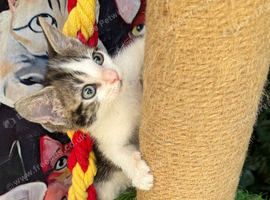 ADORABLE FEMALE KITTEN READY NOW