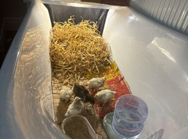 4 x 3 week old silcky chicks an 1 x 3 week old standard oration ch