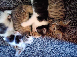 BEAUTIFUL KITTENS males and females