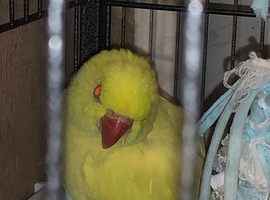 Indian ringneck