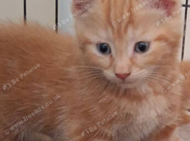 Full ginger tabby boy. 8 weeks old,