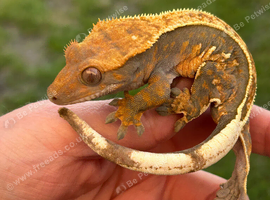Full pinstripe crested gecko