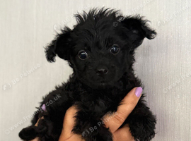 4 yorkiepoos girls and boys ready next Friday !!!!