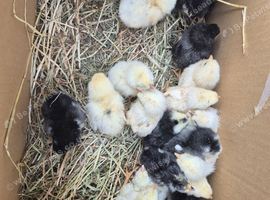 Chicks available