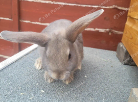 Male Rabbit and Hutch