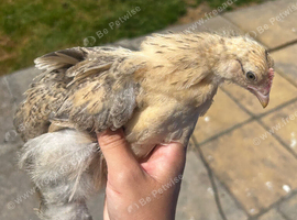 Pekin chicks available