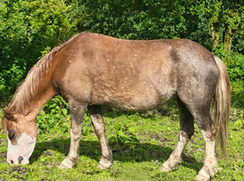 Welsh Section A Chestnut mare