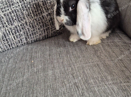 Mini lop