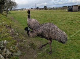 Emus