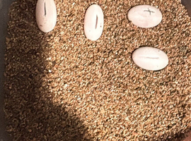 fertile crested gecko eggs