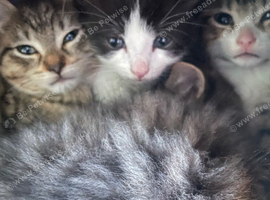 Kittens