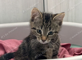 Male kitten ready to go