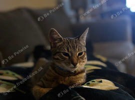 Caramel - mixed bengal