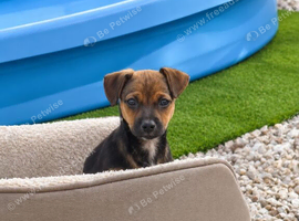 Jack Russell x Chihuahua puppies