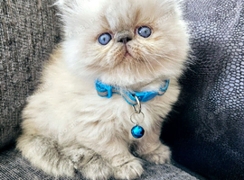 Stunning Pedigree Persian Kittens