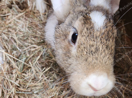 Continental giant bunnies