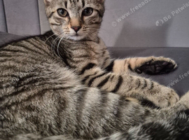 6 month old kitten