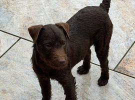 Patterdale bitch