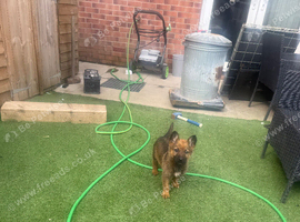 German shepherd puppies