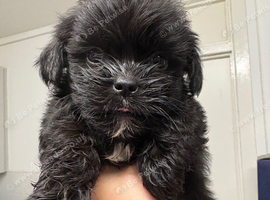 Shih Tzu cross puppies