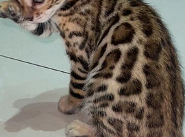 One last Bengal kitten available