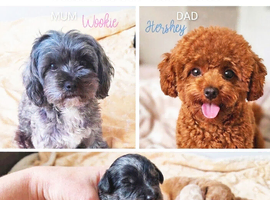 1 black tanned boy available!!! Quality true Toy Asian teddy bear brown ,tanned Maltipoo Puppies Just arrived
