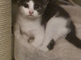 Kitten for rehoming