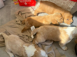 Cocker spaniel puppies
