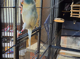 6 month old blue split  kakarikis