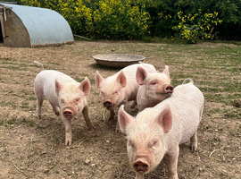 Middle white x Gloucester old spot weaner&rsquo;s
