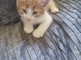 Kittens