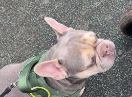Kc registered needs new home