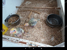 Hand.Reared.Birds