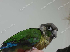 Semi-Tame Green Cheek Conure For Trade For Tame Cockatiel